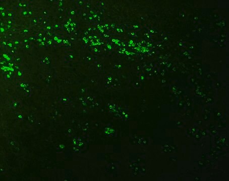 抗生物素-FITC 抗体，小鼠单克隆抗体 clone BN-34, purified from hybridoma cell culture