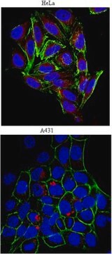 Anti-Heparan Sulfate Proteoglycan (Perlecan) Antibody, clone A7L6 clone A7L6, from rat