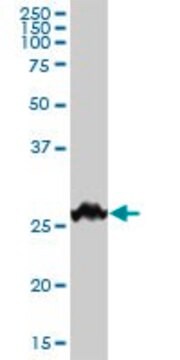 Anti-BDNF antibody produced in mouse purified immunoglobulin, buffered aqueous solution