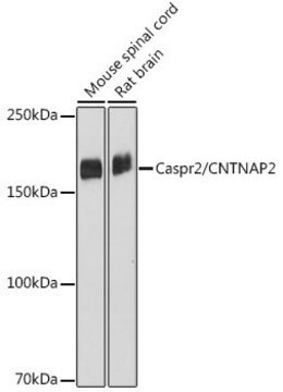 Anti-Caspr2/CNTNAP2 antibody produced in rabbit