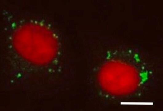 BioTracker LYSO-TP活细胞染料 Live cell imaging dye for hypochlorous acid (HOCl) targeted to cellular lysosomes used to detect phagocytosis, inflammation and cellular apoptosis.