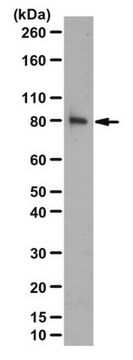 Anti-Beta-PIX, SH3-Domäne-Antikörper from rabbit, purified by affinity chromatography