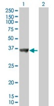 Anti-SNX11 antibody produced in mouse purified immunoglobulin, buffered aqueous solution