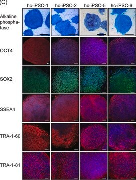 Anticuerpo anti-TRA-1-60, clon TRA-1-60 clone TRA-1-60, Chemicon&#174;, from mouse