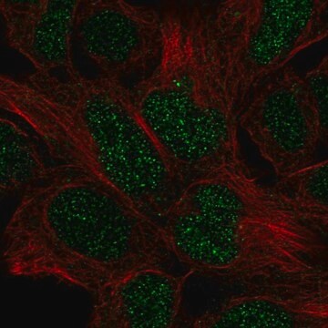 Anti-EN2 antibody produced in rabbit Prestige Antibodies&#174; Powered by Atlas Antibodies, affinity isolated antibody