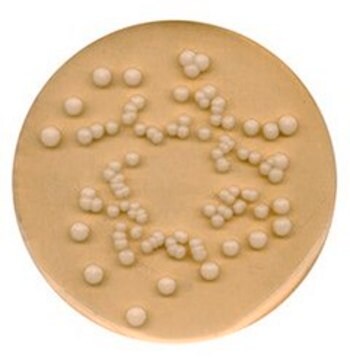 Kartoffel-Dextrose-Agar Recommended for the isolation of yeasts and molds, NutriSelect&#174; Basic