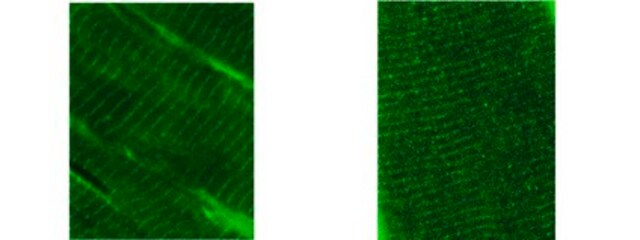 Anticorps anti-obscurine, clone&nbsp;5H10A clone 5H10A, from mouse