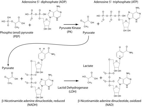 ピルビン酸キナーゼ/乳酸デヒドロゲナーゼ ウサギ筋肉由来 For the Determination of ADP, buffered aqueous glycerol solution