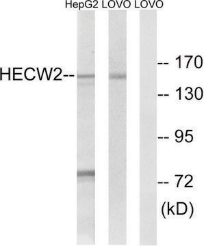 Anti-HECW2 antibody produced in rabbit affinity isolated antibody