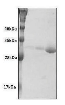 Nicotinamide N-Methyltransferase (hNNMT) human recombinant, expressed in E. coli, &#8805;98% (SDS-PAGE)