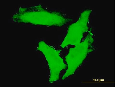 ANTI-CHUK antibody produced in mouse clone 1F8, purified immunoglobulin, buffered aqueous solution