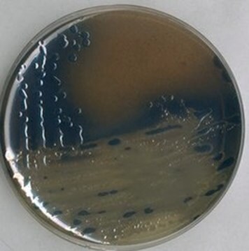 Bismut-Sulfit-Agar suitable for microbiology, NutriSelect&#174; Basic