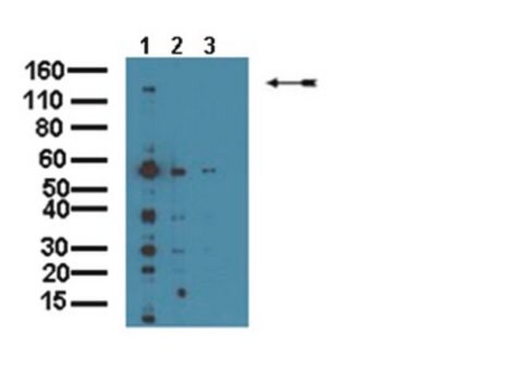 Anti-MAGI-2 Antibody Chemicon&#174;, from rabbit