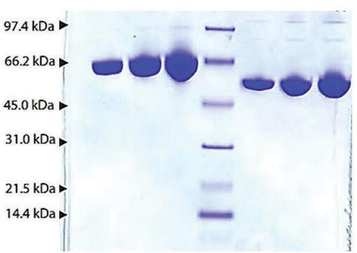 Albumin aus Humanplasma &#8805;95% (SDS-PAGE)