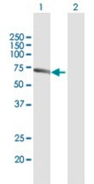 Anti-PACSIN2 antibody produced in mouse purified immunoglobulin, buffered aqueous solution