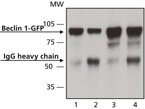 Anti-Beclin 1 (N-terminal) in Kaninchen hergestellte Antikörper IgG fraction of antiserum, buffered aqueous solution