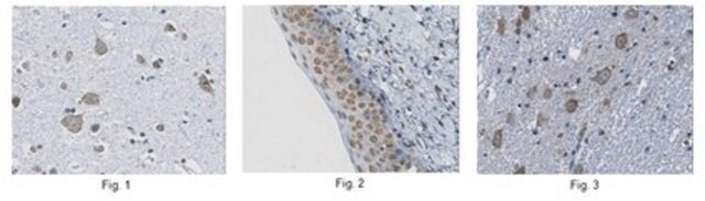 Anti-delta-type Opioid Receptor, clone 4E6.2 Antibody clone 4E6.2, from mouse