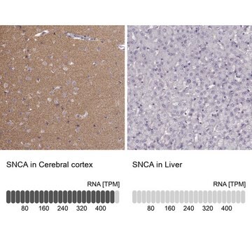 抗 SNCA 兔抗 Prestige Antibodies&#174; Powered by Atlas Antibodies, affinity isolated antibody, buffered aqueous glycerol solution