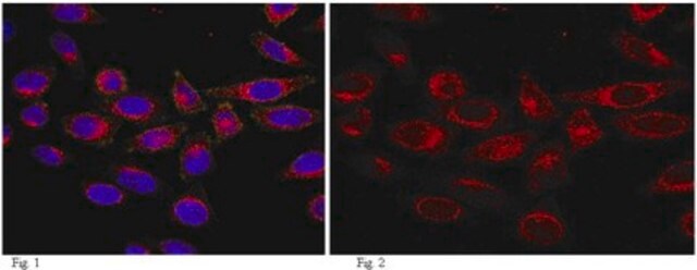 Anti-Girdin Antibody, CT, clone 10E6.1 clone 10E6.1, from mouse