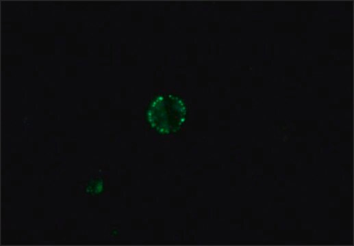 Anti-IgG canina (molécula inteira)–FITC affinity isolated antibody, buffered aqueous solution