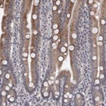 Anti-UNC5B antibody produced in rabbit Prestige Antibodies&#174; Powered by Atlas Antibodies, affinity isolated antibody, buffered aqueous glycerol solution