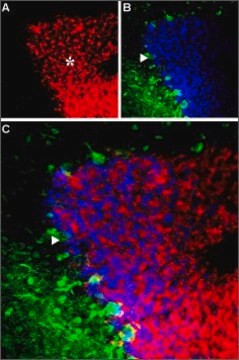 Anti-GABAA Receptor (&#945;6 subunit) antibody produced in rabbit affinity isolated antibody, lyophilized powder