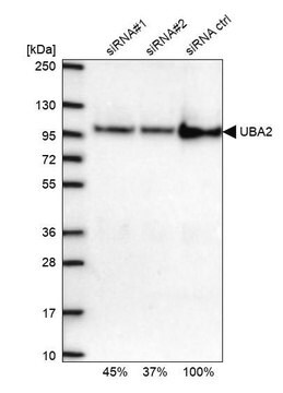 抗UBA2抗体 ウサギ宿主抗体 Prestige Antibodies&#174; Powered by Atlas Antibodies, affinity isolated antibody, buffered aqueous glycerol solution