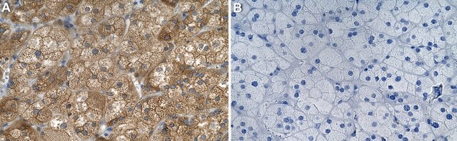 Anti-Rab9A Antibody, clone 1B16 ZooMAb&#174; Rabbit Monoclonal recombinant, expressed in HEK 293 cells