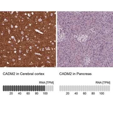 Anti-CADM2 antibody produced in rabbit Prestige Antibodies&#174; Powered by Atlas Antibodies, affinity isolated antibody, buffered aqueous glycerol solution