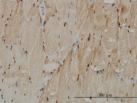 モノクローナル抗TTN抗体 マウス宿主抗体 clone 2B3, purified immunoglobulin, buffered aqueous solution