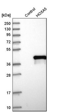 抗HOXA5 ウサギ宿主抗体 Prestige Antibodies&#174; Powered by Atlas Antibodies, affinity isolated antibody, buffered aqueous glycerol solution