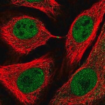 Anti-USP3 antibody produced in rabbit Prestige Antibodies&#174; Powered by Atlas Antibodies, affinity isolated antibody