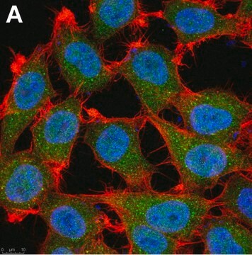 Anti-p16 Antibody, clone D25 ZooMAb&#174; Mouse Monoclonal recombinant, expressed in HEK 293 cells