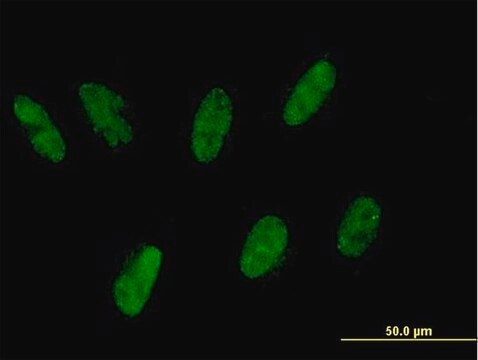 Anti-ZNF343 antibody produced in mouse purified immunoglobulin, buffered aqueous solution