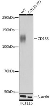 [KO Validated]Anti-CD133 Antibody, clone 3Y4A5, Rabbit Monoclonal