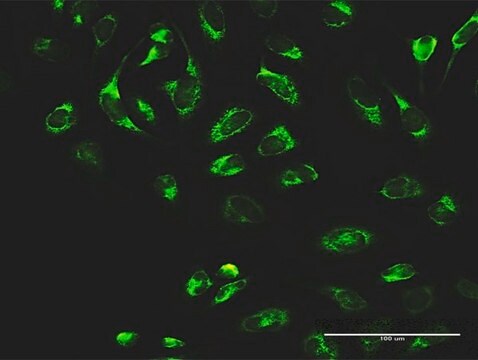 Anti-MTDH antibody produced in rabbit purified immunoglobulin, buffered aqueous solution