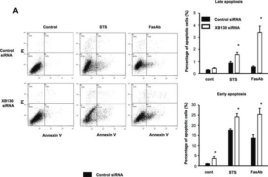 Anticorpo anti-Fas (umano, attivante), clone CH11 clone CH11, Upstate&#174;, from mouse