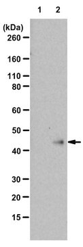 抗N1-ホスホヒスチジン（1-pHis）抗体 クローンSC1-1 ZooMAb&#174;ウサギ・モノクローナル recombinant, expressed in HEK 293 cells