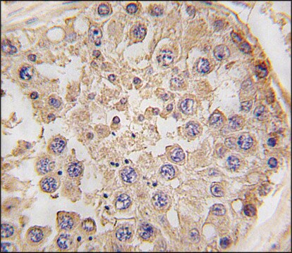 Anti-NANOS2 (C-term) antibody produced in rabbit saturated ammonium sulfate (SAS) precipitated, buffered aqueous solution