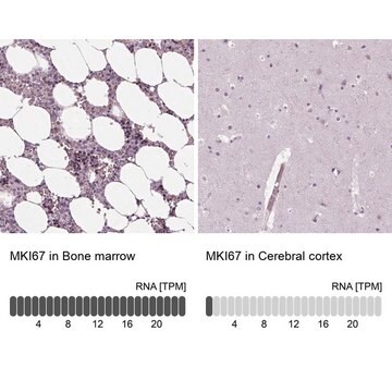 Anti-MKI67 antibody produced in rabbit Ab2, Prestige Antibodies&#174; Powered by Atlas Antibodies, affinity isolated antibody, buffered aqueous glycerol solution