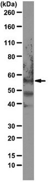 Przeciwciało anty-PAX7, klon 2F12H4 clone 2F12H4, from rat