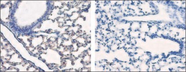 Anti-Water Channel Aquaporin 5 antibody produced in rabbit affinity isolated antibody, lyophilized powder