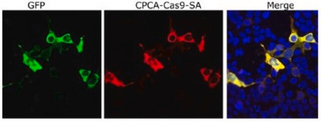 Anti-Cas9 (Chicken Polyclonal) from chicken