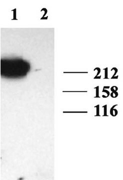 Anti-Natriumkanal-Antikörper, spannungsgesteuert, Gehirn Typ&nbsp;III, Schmerz Chemicon&#174;, from rabbit