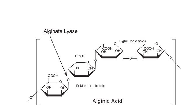 Alginat-Lyase powder, &#8805;10,000&#160;units/g solid