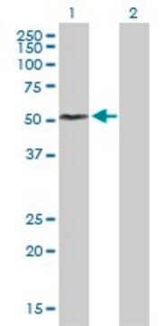 Anti-FCRL1 antibody produced in mouse purified immunoglobulin, buffered aqueous solution