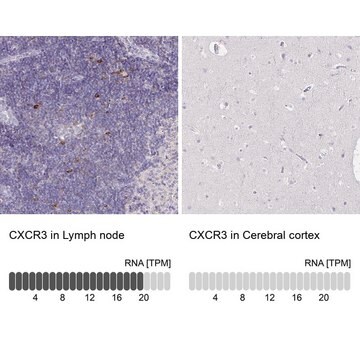 抗CXCR3抗体 ウサギ宿主抗体 Prestige Antibodies&#174; Powered by Atlas Antibodies, affinity isolated antibody, buffered aqueous glycerol solution