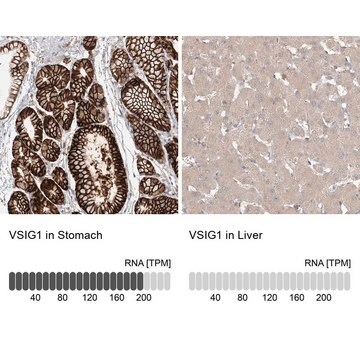 Anti-VSIG1 antibody produced in rabbit Prestige Antibodies&#174; Powered by Atlas Antibodies, affinity isolated antibody, buffered aqueous glycerol solution