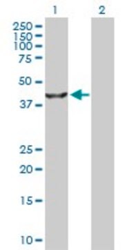 Anti-TRIB3 antibody produced in rabbit purified immunoglobulin, buffered aqueous solution