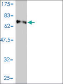 Monoclonal Anti-E2F8 antibody produced in mouse clone 3E9-2F5, purified immunoglobulin, buffered aqueous solution